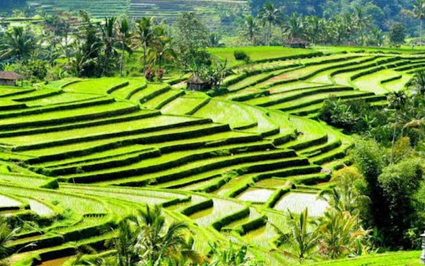 Ubud rice terraces in Bali, lush green fields with palm trees.
