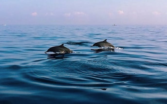 Dolphins swimming at sunrise in Lovina, Bali.