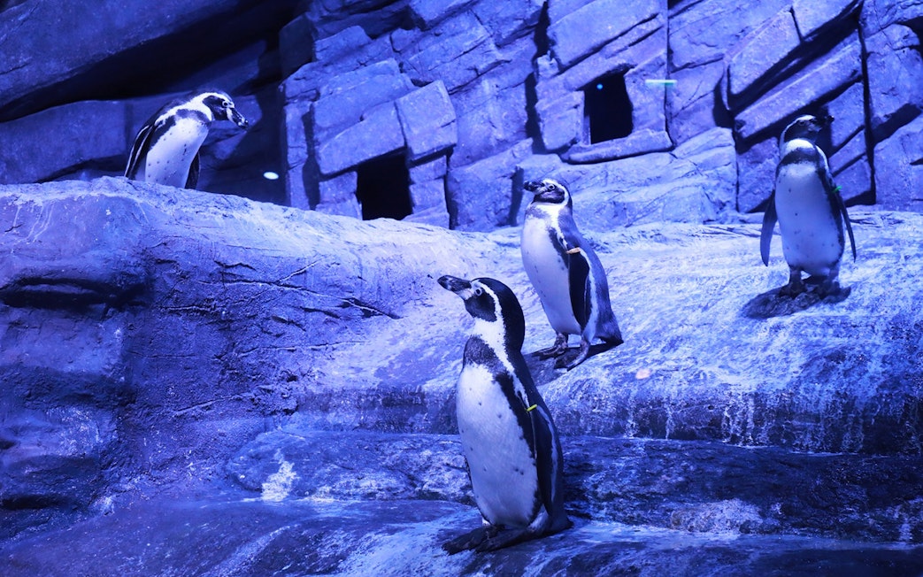 Penguins on rocky terrain at Aquaria Phuket.