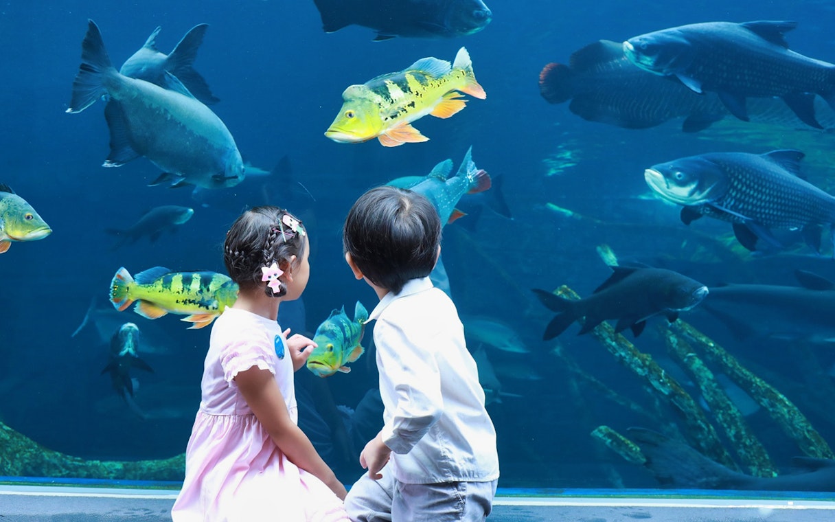 Children watching fish at Aquaria Phuket aquarium.