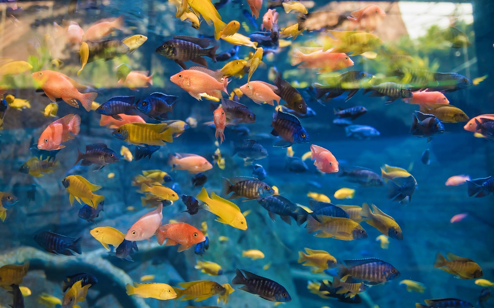 Visitors exploring Aquaria Phuket's underwater tunnel with diverse marine life.