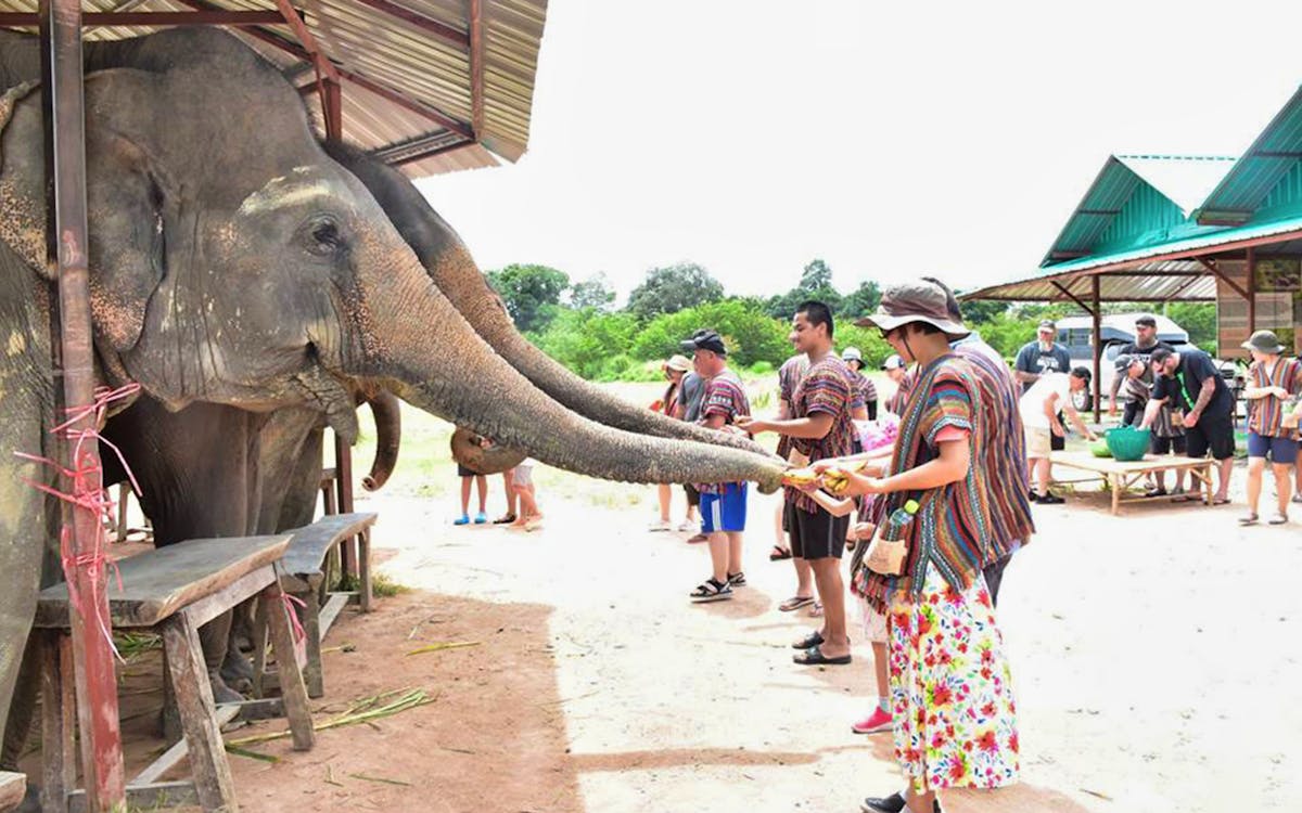elephant jungle sanctuary pattaya experience-7 elephant jungle sanctuary pattaya experience-7