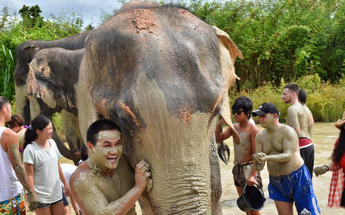 elephant jungle sanctuary pattaya experience-2 elephant jungle sanctuary pattaya experience-2