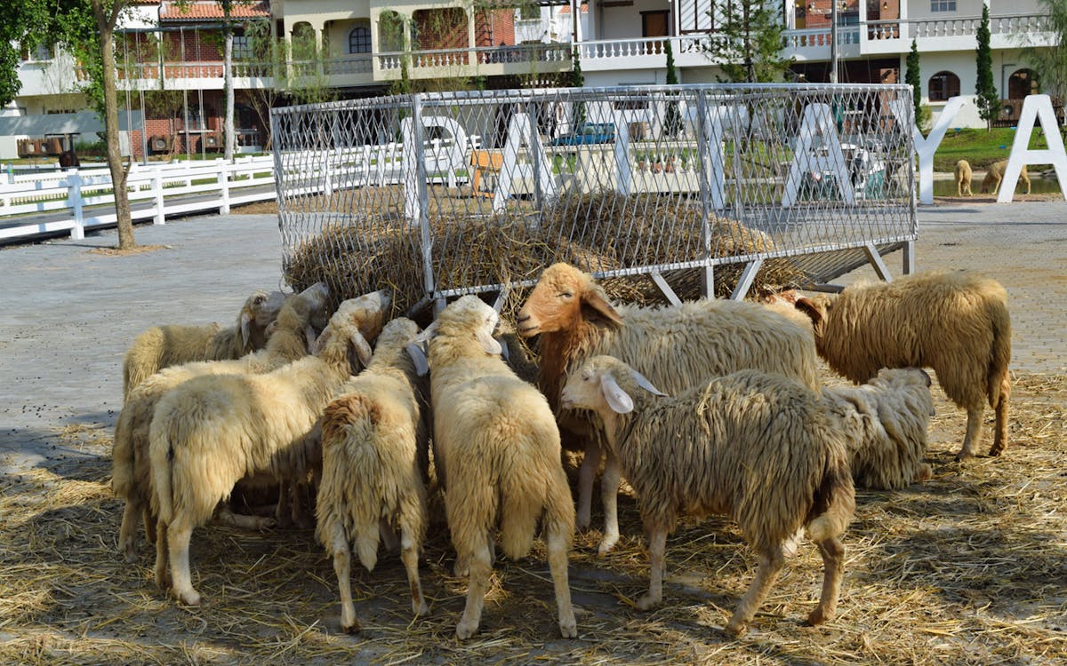 swiss sheep farm pattaya-4 swiss sheep farm pattaya-4