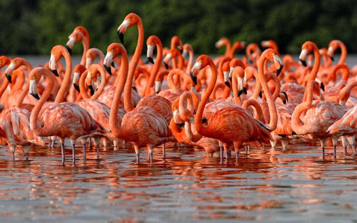 las coloradas & rio lagartos all-inclusive tour-8 las coloradas & rio lagartos all-inclusive tour-8