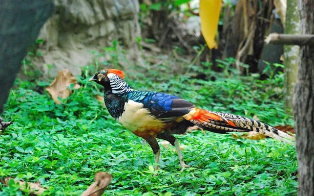 Colorful pheasant on grass at Chiang Mai Zoo & Aquarium, Thailand.