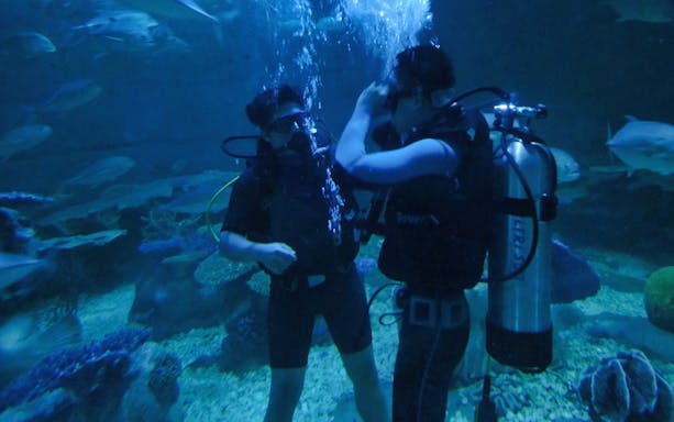 Scuba divers exploring underwater at Chiang Mai Zoo & Aquarium.