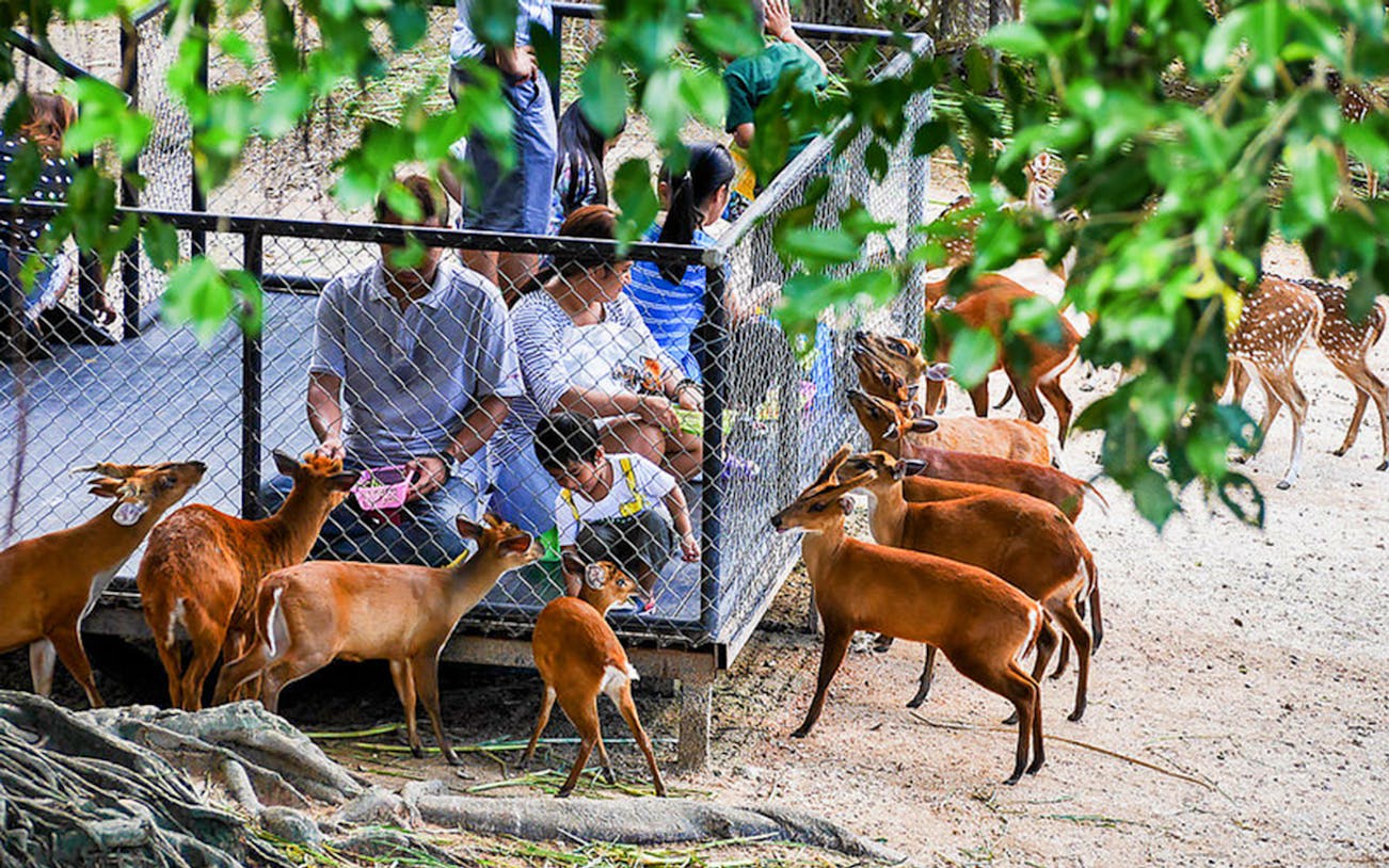 Visitors feeding deer at Chiang Mai Zoo & Aquarium, Thailand.