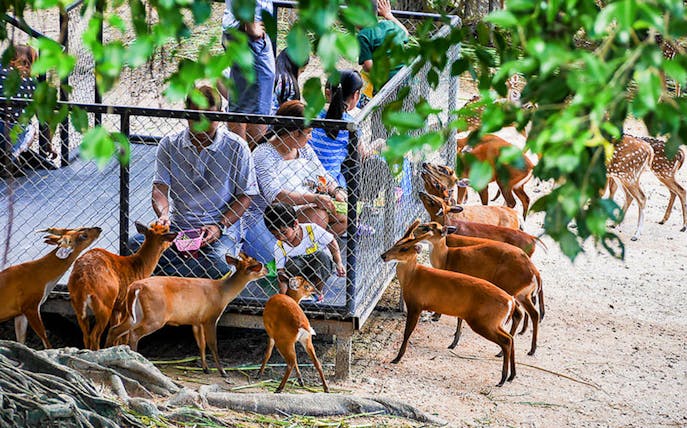 Visitors feeding deer at Chiang Mai Zoo & Aquarium, Thailand.