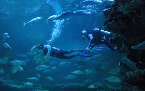 Divers exploring underwater at Chiang Mai Zoo & Aquarium, surrounded by fish.