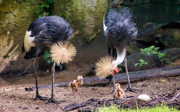 Crowned cranes with chicks at Chiang Mai Zoo & Aquarium.