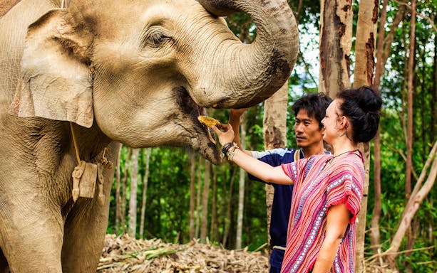 Feeding an elephant at Elephant Jungle Sanctuary during guided tour.