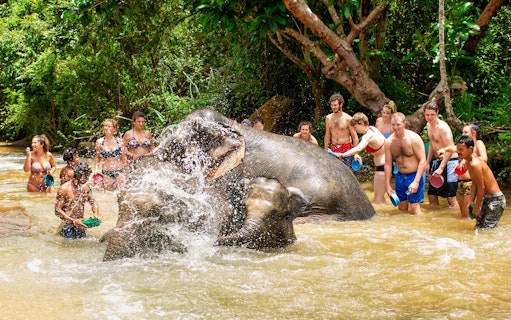 Tourists bathing elephants in a jungle sanctuary.