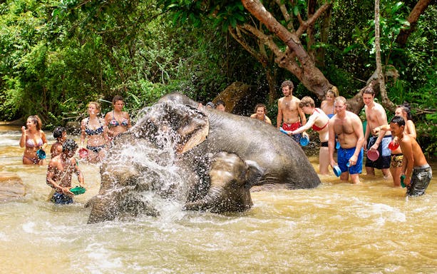 Tourists bathing elephants in a jungle sanctuary.