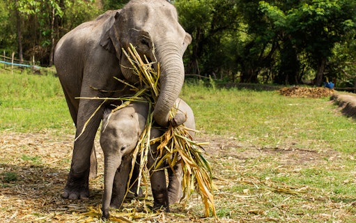 Elephants eating grass at a jungle sanctuary during a guided tour with transfers.