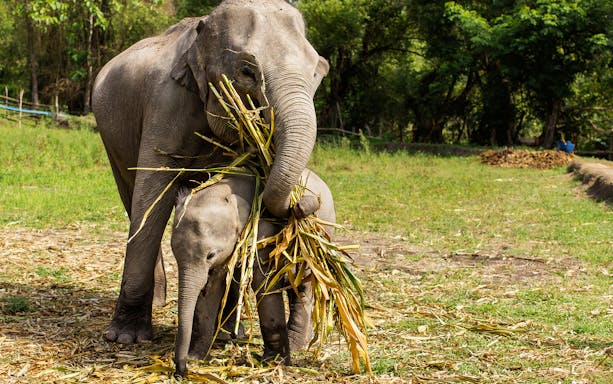 Elephants eating grass at a jungle sanctuary during a guided tour with transfers.