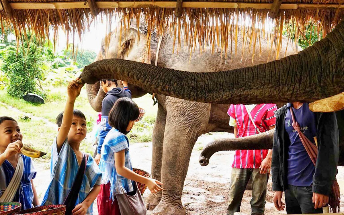 ker chor elephant eco park guided tour with round trip transfers-6 ker chor elephant eco park guided tour with round trip transfers-6