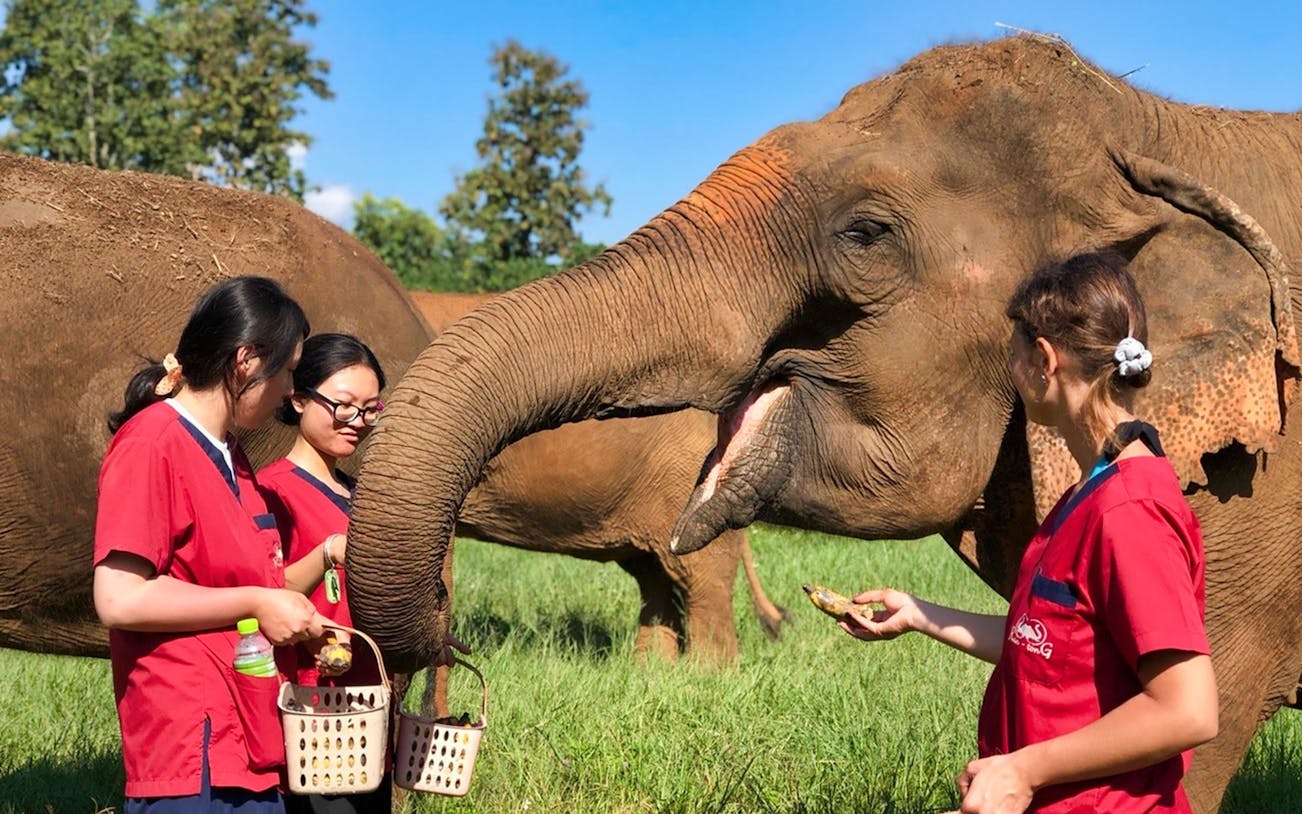 Elephant being fed by caretakers at Ran Tong Elephant Care.