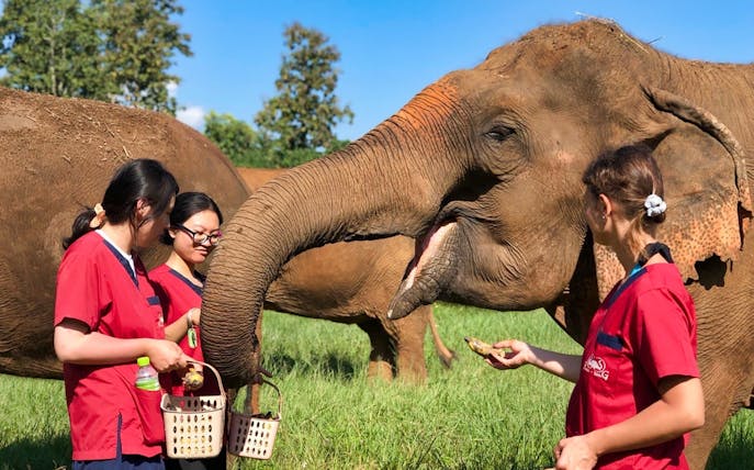 Elephant being fed by caretakers at Ran Tong Elephant Care.