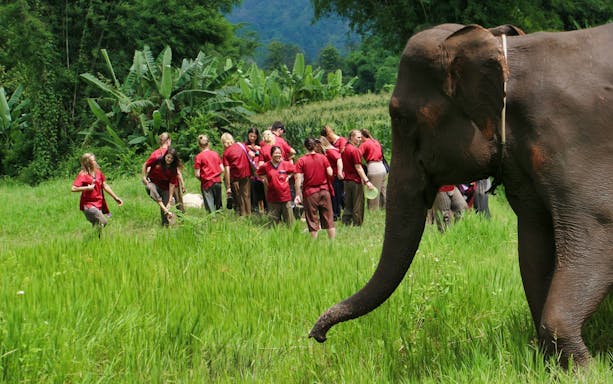 Group interacting with an elephant at Ran Tong Elephant Care, surrounded by lush greenery.