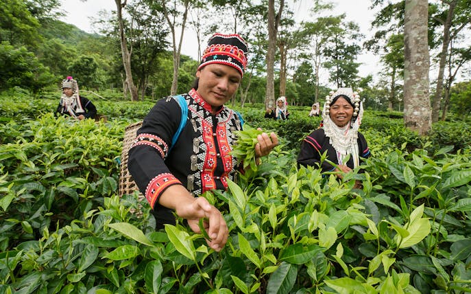 Tea pickers in traditional attire harvesting leaves at Araksa Tea Garden, Thailand.