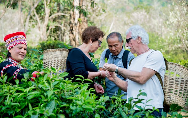Tourists picking tea leaves with a guide at Araksa Tea Garden, Thailand.