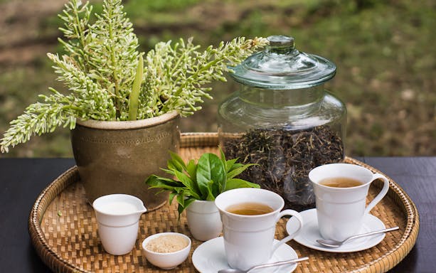 Tea setup with fresh leaves, a jar of dried tea, and cups on a tray at Araksa Tea Garden.