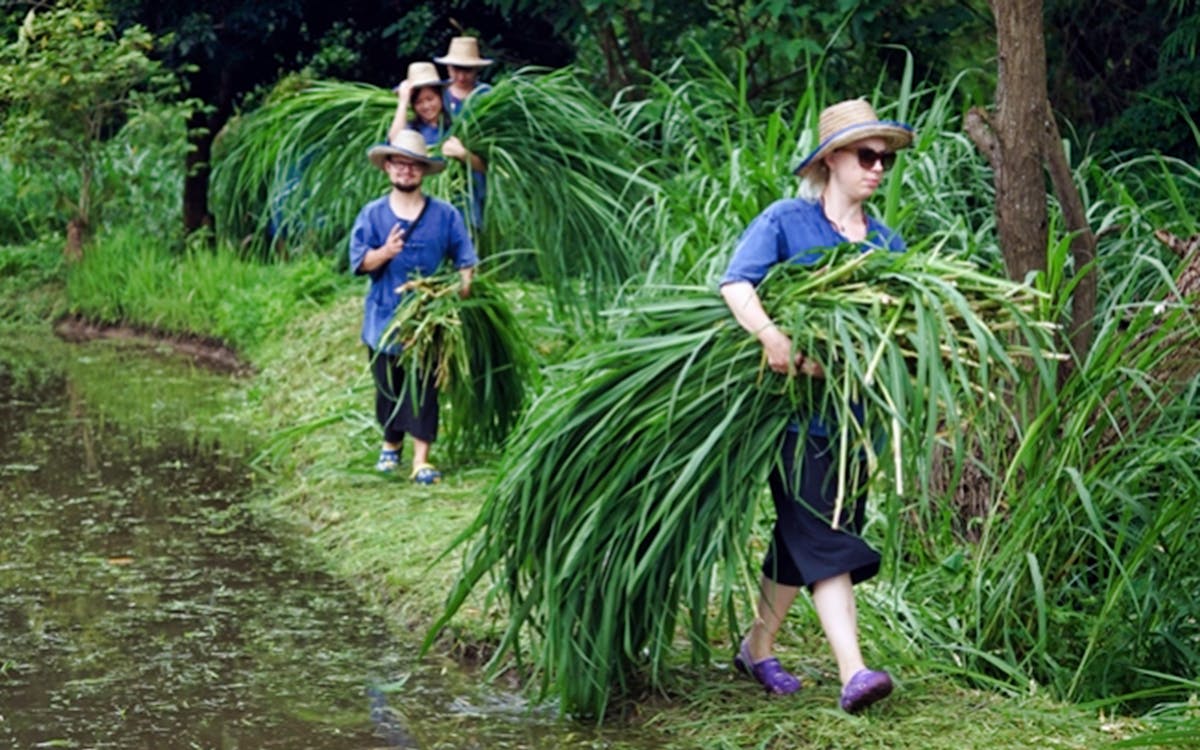 lanna kingdom elephant sanctuary tour with roundtrip transfers-6 lanna kingdom elephant sanctuary tour with roundtrip transfers-6