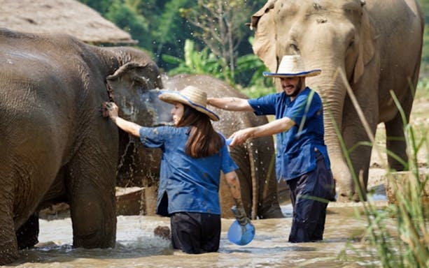 Visitors washing elephants at Lanna Kingdom Elephant Sanctuary, Thailand.