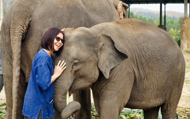 Person interacting with elephants at Lanna Kingdom Elephant Sanctuary, Thailand.