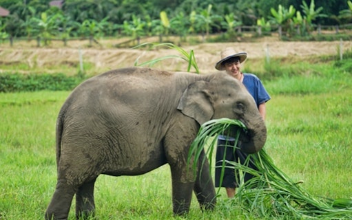 Elephant eating grass with a guide at Lanna Kingdom Elephant Sanctuary, Thailand.