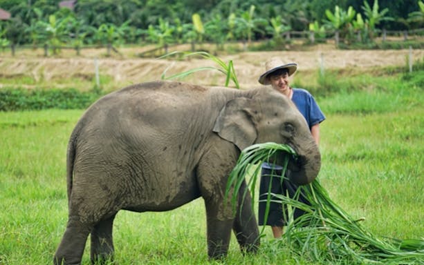 Elephant eating grass with a guide at Lanna Kingdom Elephant Sanctuary, Thailand.