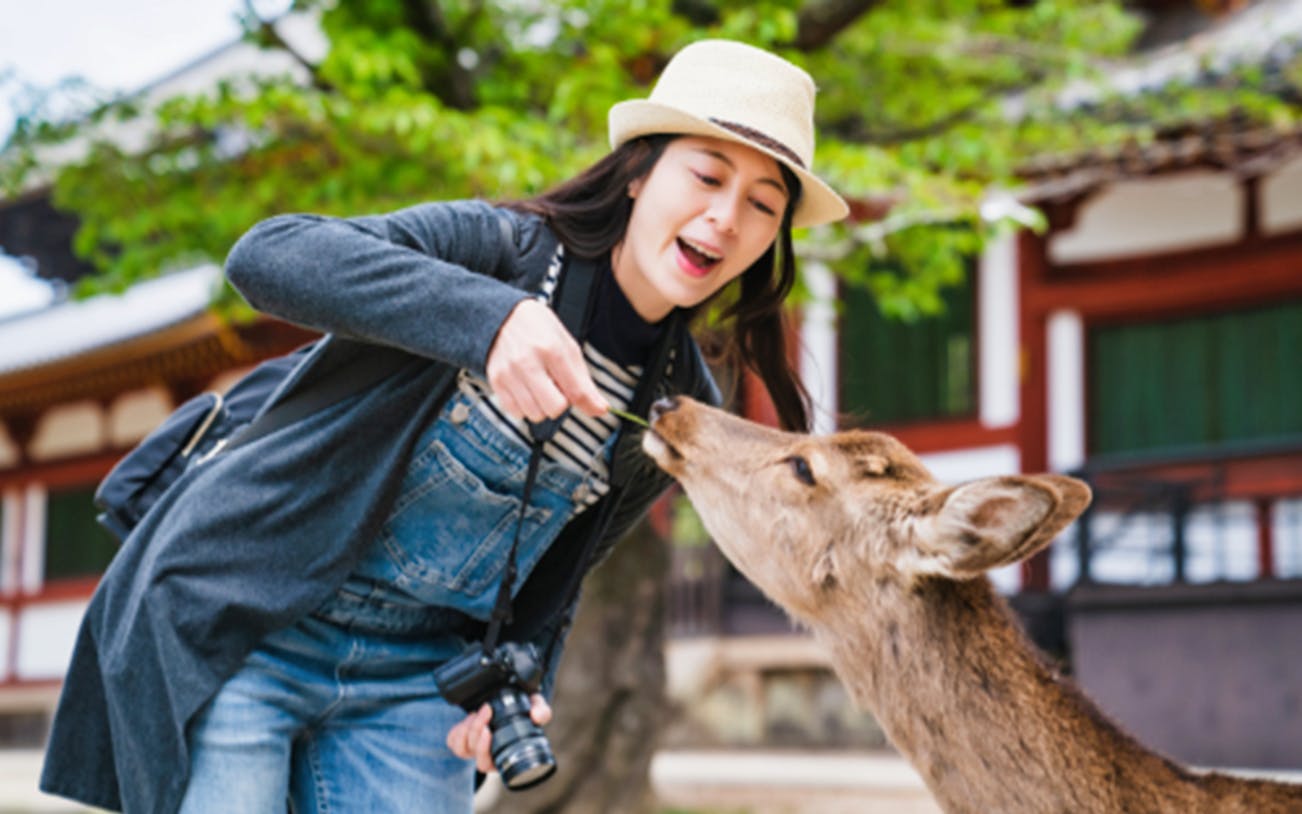 Feeding a deer at Nara Park during Kyoto Nara sightseeing tour.