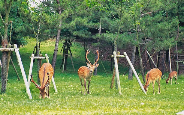 Deer grazing in Nara Park, Japan, part of Kyoto Nara Sightseeing One Day tour.