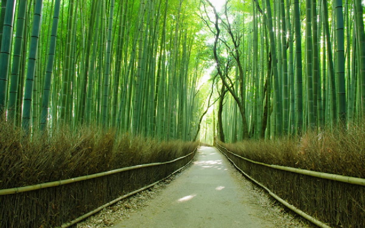 day tour: arashiyama todaiji temple & nara park-10 day tour: arashiyama todaiji temple & nara park-10