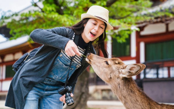 Person feeding a deer at Nara Park, Japan, with traditional architecture in the background.