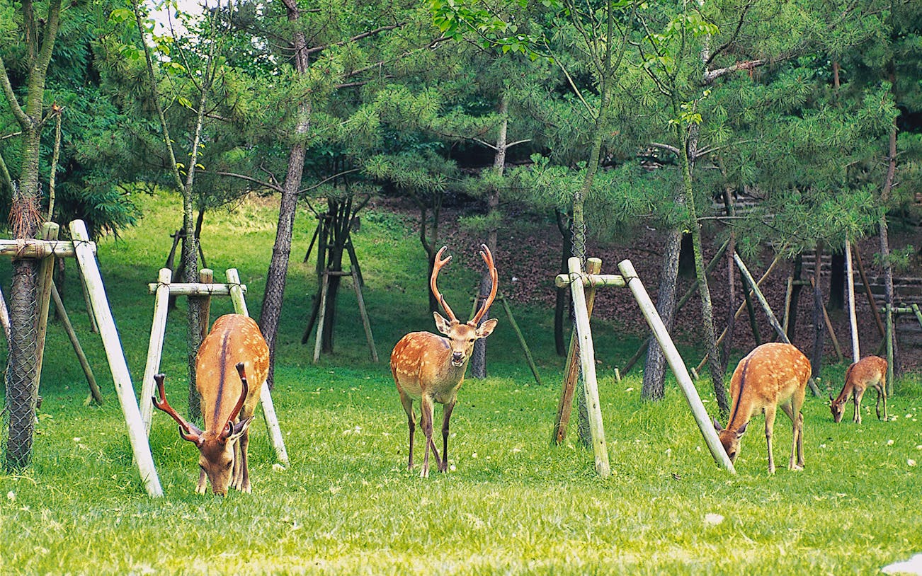 Deer grazing in Nara Park, Japan, surrounded by lush greenery.