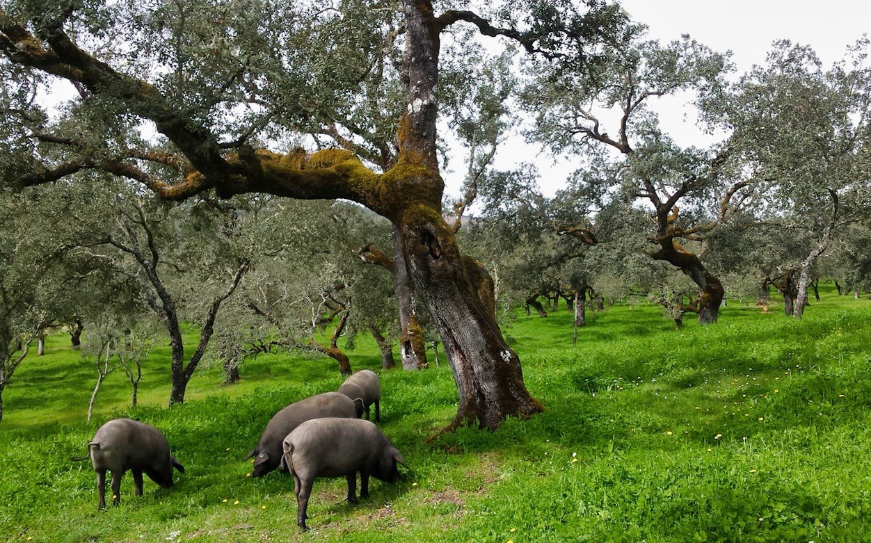 Iberian pigs grazing under cork oak trees in Aracena, Spain.