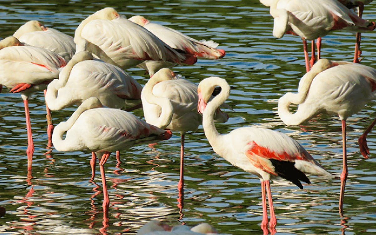 doñana national park day trip from seville-4 doñana national park day trip from seville-4