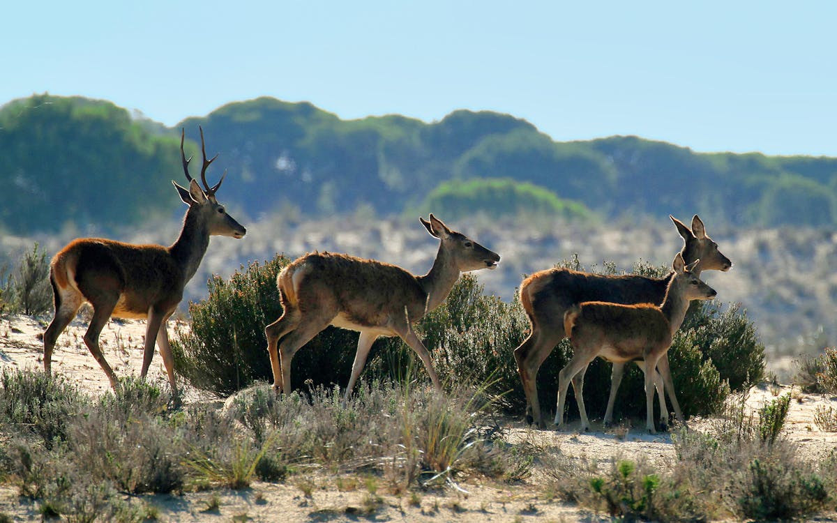 doñana national park day trip from seville-3 doñana national park day trip from seville-3