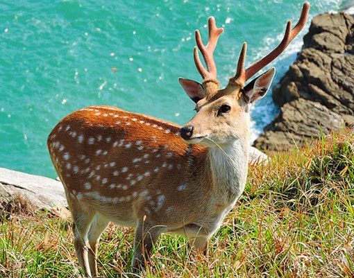 Deer grazing near Kravica Waterfalls