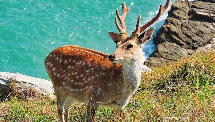 Deer grazing at Kravice Waterfalls