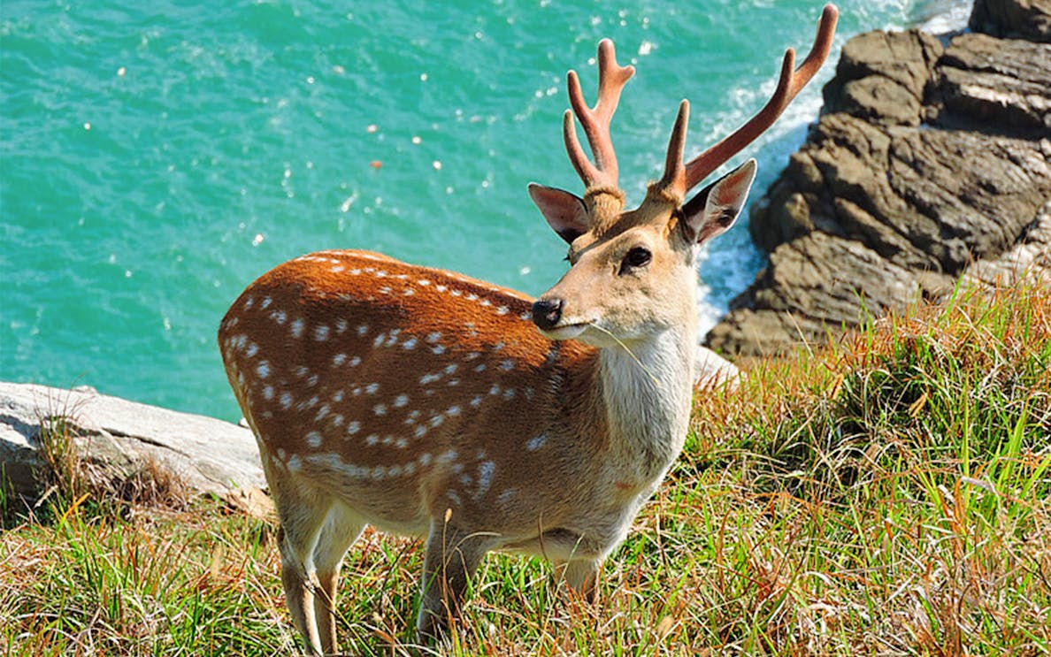 Deer standing on grassy cliff overlooking ocean at Paradise of Deer.