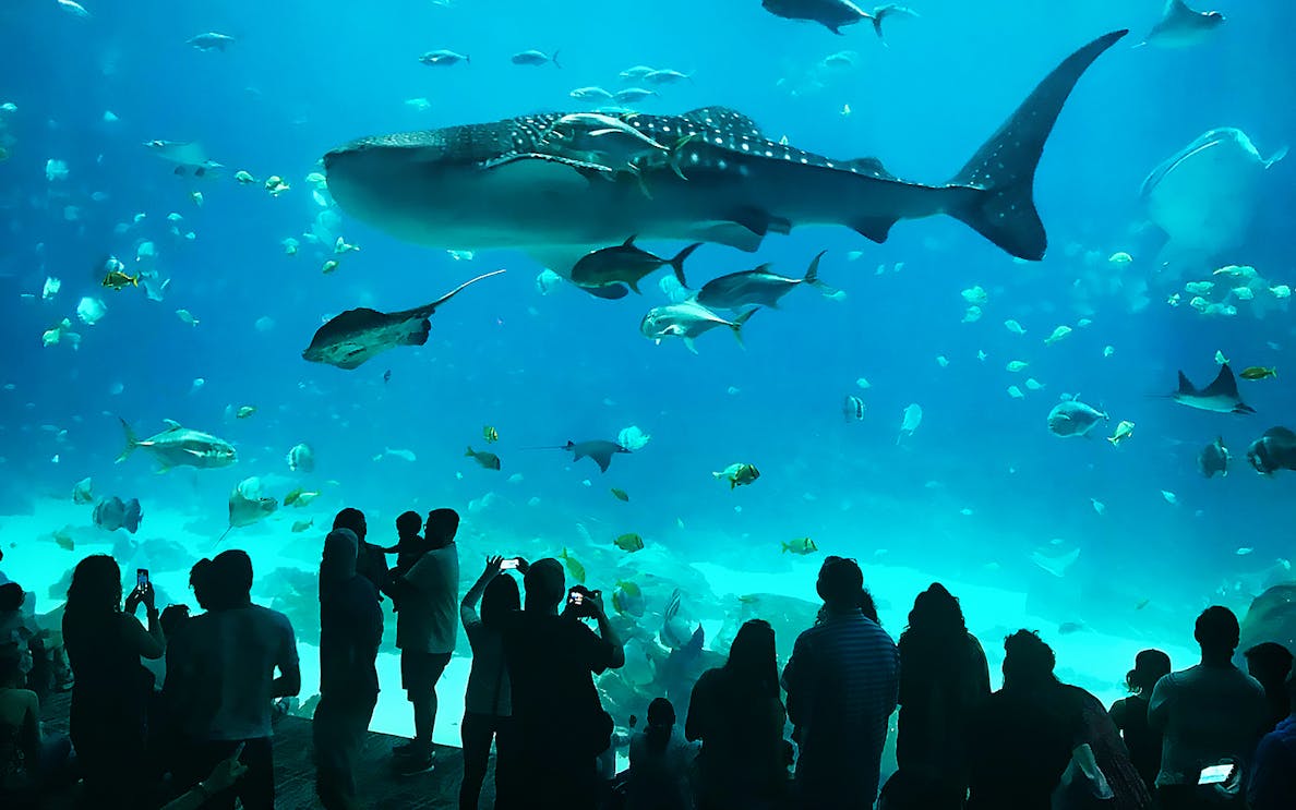 Visitors viewing marine life at Kenting National Museum of Marine Biology & Aquarium.