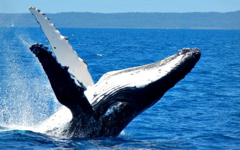 Humpback whale breaching during a whale watching cruise in open ocean.