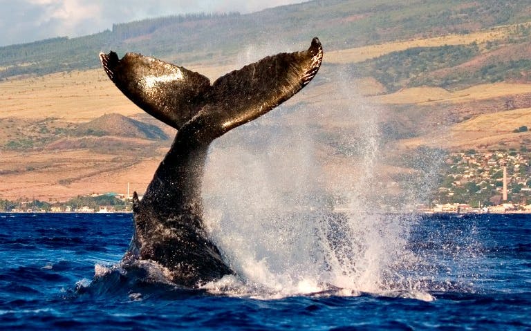 Whale tail breaching ocean near Maui coast during whale watching cruise.