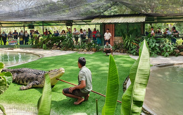 Crocodile handler interacting with a crocodile at Crocodile Adventureland Langkawi, Malaysia.