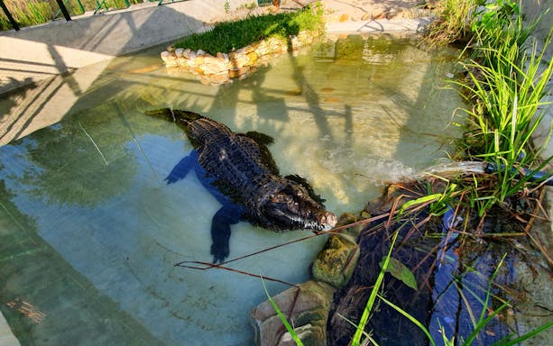 Crocodile swimming in a pond at Crocodile Adventureland Langkawi.