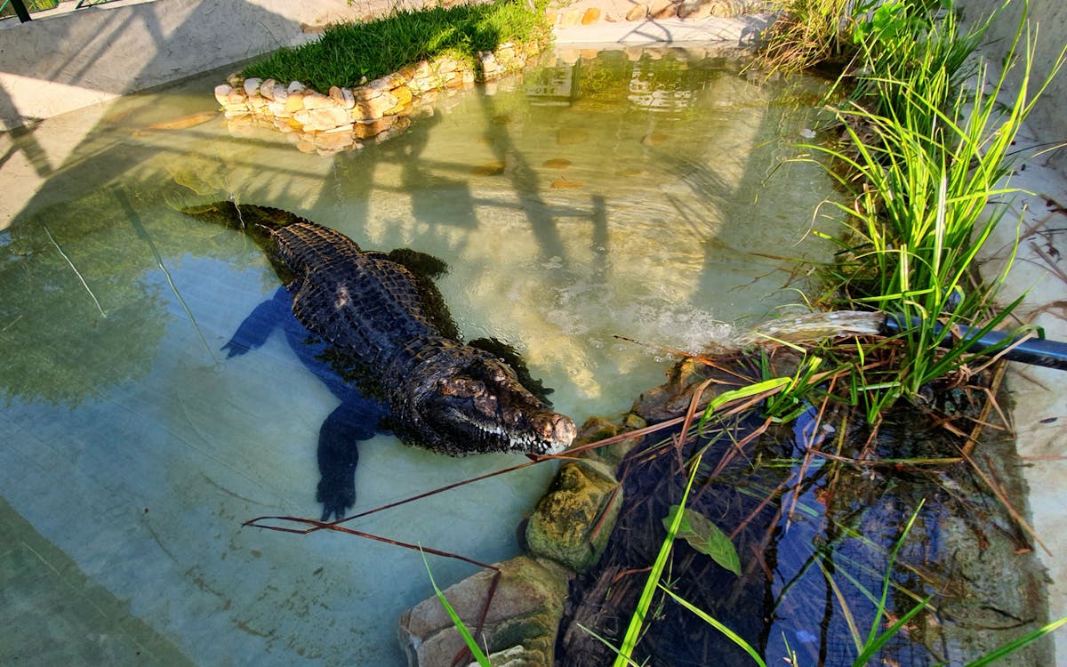 crocodile adventureland langkawi - croc encounter combo-5 crocodile adventureland langkawi - croc encounter combo-5