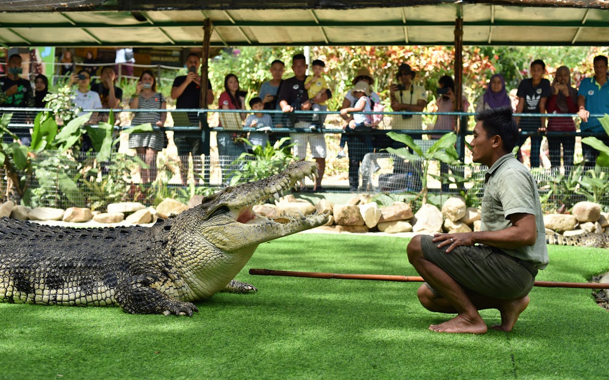 crocodile adventureland langkawi - croc encounter combo-4 crocodile adventureland langkawi - croc encounter combo-4